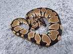 python regius vrouw DH axanthic DG, Slang, Tam, 0 tot 2 jaar