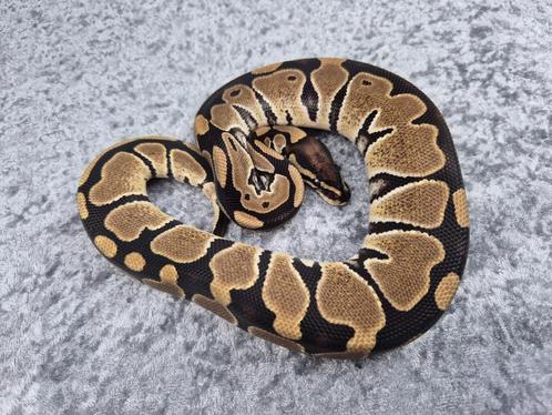 python regius vrouw DH axanthic DG, Dieren en Toebehoren, Reptielen en Amfibieën, Slang, 0 tot 2 jaar, Tam
