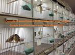 Uw kanaries huisvesten met Avicultuur-LED verlichting, Meerdere dieren