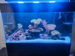 Zeeaquarium inhoud, Dieren en Toebehoren, Vissen | Aquaria en Toebehoren, Ophalen, Zo goed als nieuw