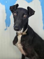 ACE: Esperanza is gevoelig en zachtaardig, Dieren en Toebehoren, Honden | Windhonden, Particulier, Rabiës (hondsdolheid), Galgo