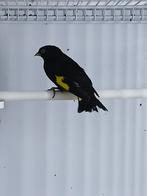 Zwarte sijs man., Mannelijk, Tropenvogel, Geringd