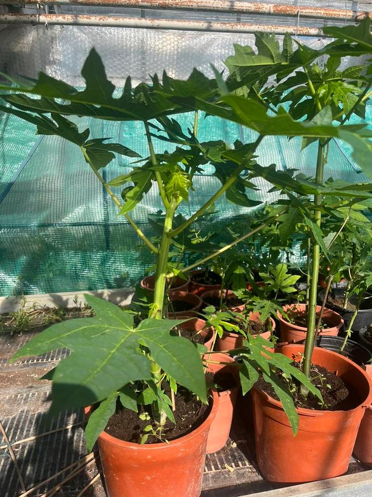 Papaya Markoesa Moringa Bitawiri CaliforniaReaper, Tuin en Terras, Planten | Fruitbomen, Overige soorten, Minder dan 100 cm, Zomer