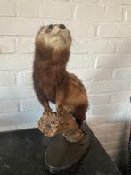 Een groepje opgezette dieren zoeken een nieuw baasje, Ophalen of Verzenden, Gebruikt, Overige soorten, Opgezet dier