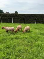 coburger fuchs ramlammeren, Dieren en Toebehoren, Schapen, Geiten en Varkens, Mannelijk, Schaap, 0 tot 2 jaar