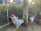 Te koop: Wyandotte krielen in de kleur parelgrijs., Dieren en Toebehoren, Meerdere dieren, Kip