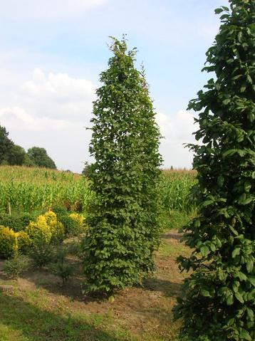 Zuil Carpinus (Betulus) prijzen zie omschrijving beschikbaar voor biedingen