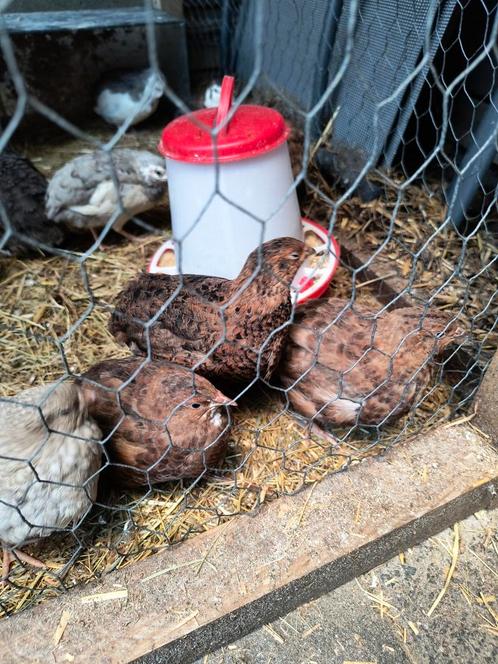 Celadon Japanse Kwartels, Dieren en Toebehoren, Pluimvee, Overige soorten, Meerdere dieren