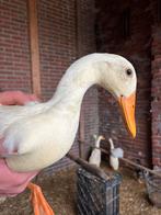 Raszuivere witte loopeenden, Meerdere dieren, Eend