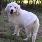 Golden Retriever pups te koop, CDV (hondenziekte), Meerdere, Golden retriever, België