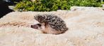 Algerian Hedgehog/Algerijnse Egel/Egel, Vrouwelijk, Voor 1 juli 2024