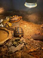 Te koop, twee jonge kolenbranders van 6 maanden., Dieren en Toebehoren, Reptielen en Amfibieën, Schildpad, 0 tot 2 jaar