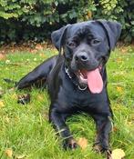 Lieve oude hond gezocht voor mooi leven op boerderij, Dieren en Toebehoren, Honden | Niet-rashonden, 6 jaar of ouder, Geslacht onbekend