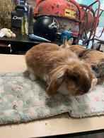 2 lieve konijnen, Dieren en Toebehoren, Konijnen, Meerdere dieren