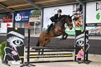 Lieve merrie te koop, Dieren en Toebehoren, Paarden, Merrie, B, Gechipt, 3 tot 6 jaar