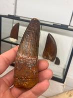 Spinosaurus tand, Ophalen of Verzenden, Fossiel