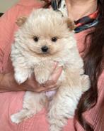 Poedel kruising met pomeriaan, Dieren en Toebehoren, Honden | Chihuahua's en Gezelschapshonden, Poedel, Reu, CDV (hondenziekte)