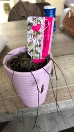 Plant ceropegıa, Huis en Inrichting, Kamerplanten, Ophalen of Verzenden, Overige soorten, Minder dan 100 cm