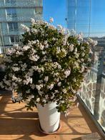 Prachtige bloeiende Crassula ovata (Jadeplant), Volle zon, Vaste plant, Winter, Ophalen