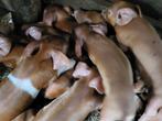 Te koop Humes × Deense Duroc biggen., Dieren en Toebehoren, Meerdere dieren, Varken, 0 tot 2 jaar