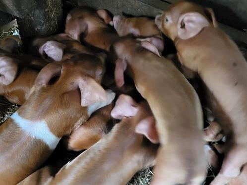 Te koop Humes × Deense Duroc biggen., Dieren en Toebehoren, Schapen, Geiten en Varkens, Varken, Meerdere dieren, 0 tot 2 jaar