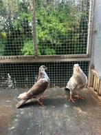 Jonge, kroppers, piepers, Geslacht onbekend, Overige soorten