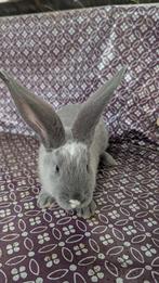 Duitse Reuzen Blue & Siamees Sable met vienna, Dieren en Toebehoren, Konijnen, Meerdere dieren, Groot, 0 tot 2 jaar