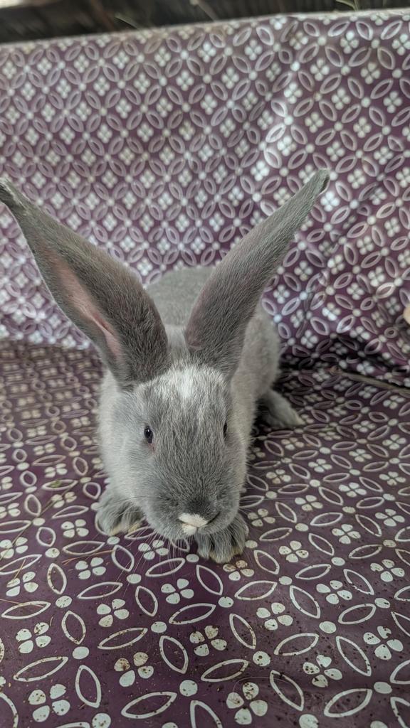 Duitse Reuzen Blue & Siamees Sable met vienna, Dieren en Toebehoren, Konijnen, Groot, Meerdere dieren, 0 tot 2 jaar