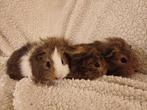 3 prachtige cavia's, Dieren en Toebehoren, Knaagdieren, December
