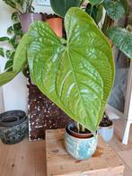 anthurium regale x luxurians, Ophalen of Verzenden, Overige soorten, Minder dan 100 cm