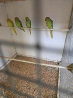 Halsbandparkieten, Meerdere dieren, Parkiet