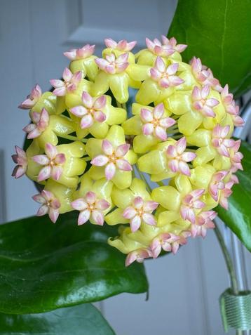 Hoya EPC972 beschikbaar voor biedingen