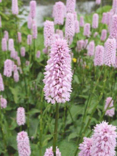 Persicaria bistorta, tuinplant, vaste plant., Tuin en Terras, Planten | Tuinplanten, Overige soorten, Halfschaduw, Zomer, Ophalen