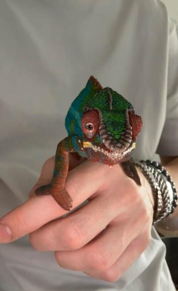 Pantherkameleon (Furcifer Pardalis) beschikbaar voor biedingen