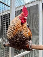 Maverick, mooie koekoekpatrijs haan, Dieren en Toebehoren, Pluimvee, Mannelijk, Kip