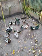 Kwakers, Dieren en Toebehoren, Pluimvee, Mannelijk, Eend