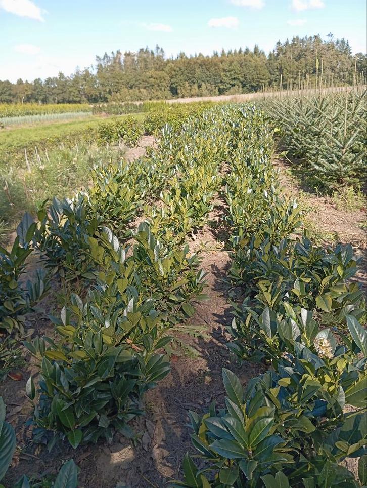 Prunus laurier 'Piranha', Tuin en Terras, Planten | Struiken en Hagen, Laurier, Minder dan 100 cm, Ophalen
