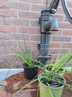 Bieslook, Tuin en Terras, Planten | Tuinplanten, Ophalen, Zomer, Volle zon