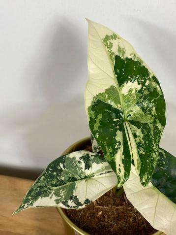 Alocasia Simpo Albo Variegata #2 beschikbaar voor biedingen