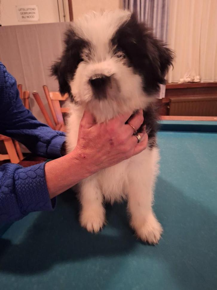 4 boomer pups 2 teefjes 2 reutjes, Dieren en Toebehoren, Honden | Niet-rashonden, Klein, Meerdere dieren, Fokker | Hobbymatig