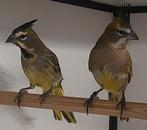 Koppel Groene kardinalen, Dieren en Toebehoren, Meerdere dieren, Geringd