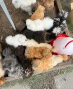 Zijdehoen hennen en haantjes, Dieren en Toebehoren, Meerdere dieren, Kip
