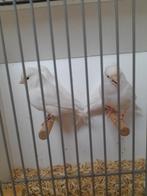 Wit split voor wit, Dieren en Toebehoren, Vogels | Kanaries, Meerdere dieren, Kleurkanarie