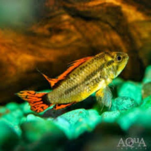 Apistogramma cacatuoides - Koidream Valburg, Dieren en Toebehoren, Vissen | Aquariumvissen, Zoetwatervis, Vis