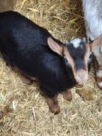 Mini jong dwerggeiten bokje te koop. Klein compact formaat!, Dieren en Toebehoren, Schapen, Geiten en Varkens, Mannelijk, Geit