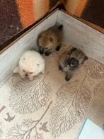 Leukste,  raszuivere pomeranian pomeriaan pups, Particulier, Overige rassen, 8 tot 15 weken, Buitenland
