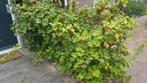 Aalbessen plukken €2.50 per 150g, Ophalen, Overige soorten, Minder dan 100 cm