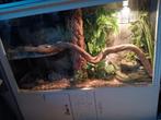 Albino rattenslang met terrarium., Ophalen, Zo goed als nieuw, Terrarium of Paludarium