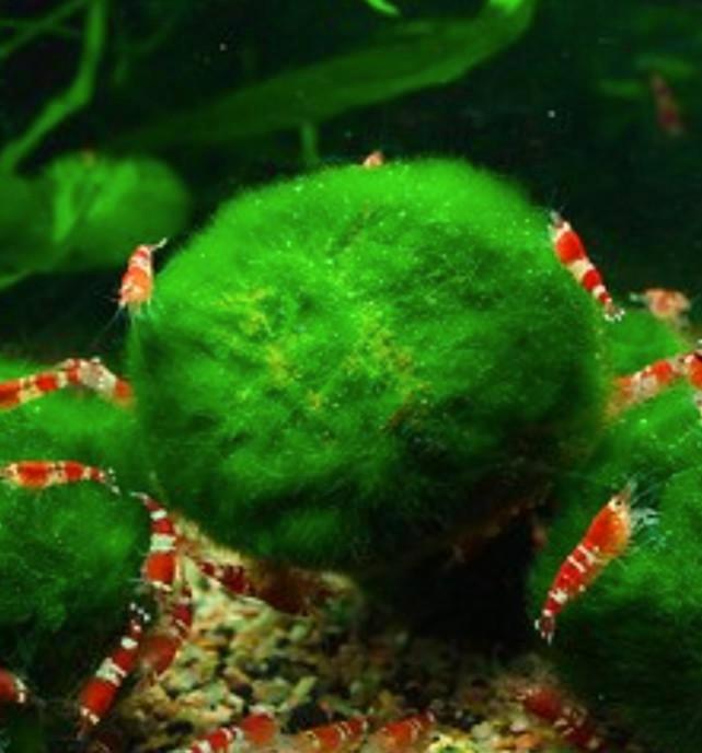 Marimo mosbal diverse maten, zéér geschikt voor Garnalen, Dieren en Toebehoren, Vissen | Aquariumvissen