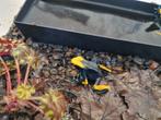 Larven te koop, Dieren en Toebehoren, Ophalen, Zo goed als nieuw, Terrarium of Paludarium